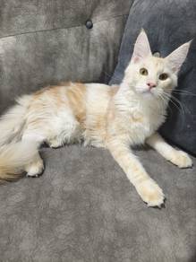 Re-home Male mainecoon