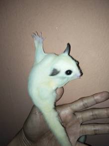 sugar glider 