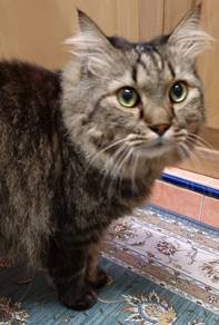 Maincoone + Siberian Breed Cat