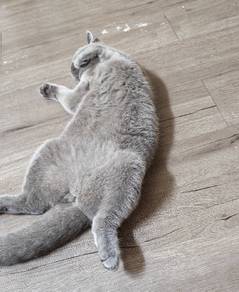 British shorthair 
