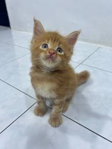 Mainecoon