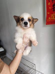 Pembroke welsh corgi long coat