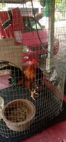 ayam serama