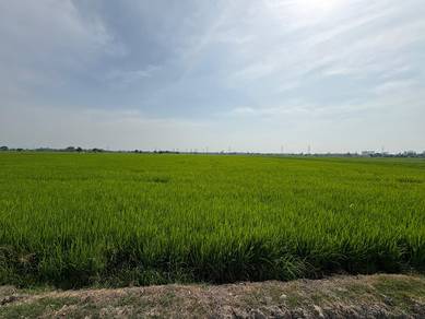 Agricultural-Land-for-sale-Alor-Setar-Kedah