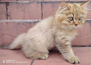 Little Cub ready to be REHOME. 