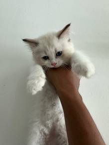 Ragdoll kitten