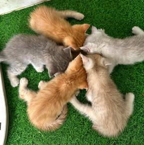 Bsh cats