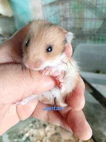 hamster syrian