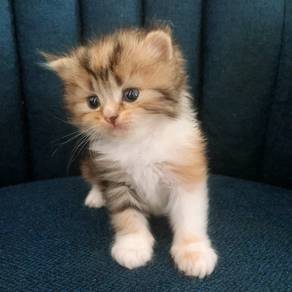 PERSIAN CALICO x  ANGORA mix