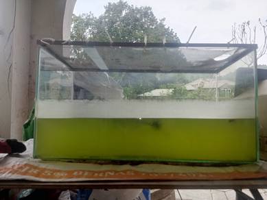 Aquarium 2FT+Quality Red Blood Koi Guppy