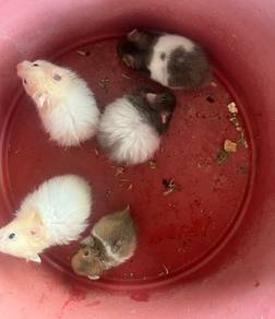 hamster syrian