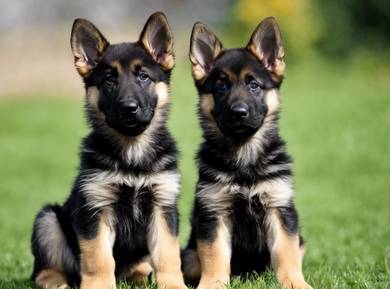 German Shepherd puppies for sale
