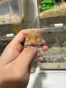 Syrian Hamster baby