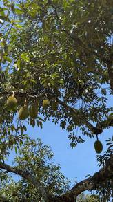 Kebun Durian - Tanah Pertanian Batu 15, Gambang