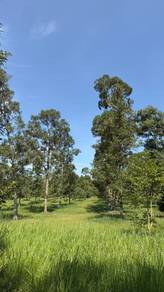 Kebun Durian - Tanah Pertanian Batu 15, Gambang