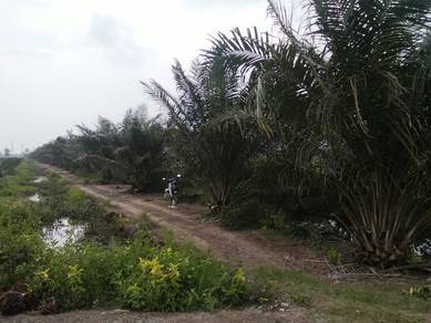 Tanah Sawit Untuk Dijual