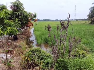 semanggol, tanah untuk jual 0.4 ekar