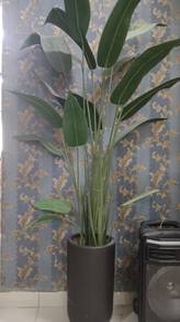 pokok hiasan