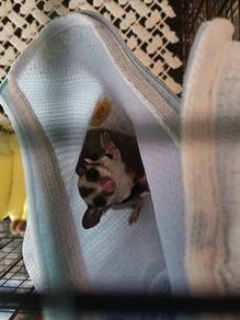 sugar glider