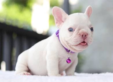 FRENCH BULLDOG PUPPIES VIP822🌻White - Blue eye
