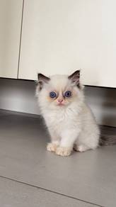 Ragdoll Kitten Male