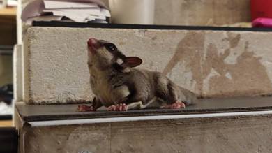 sugar glider 
