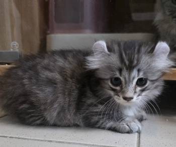 Kinkalow munchkin kitten short leg  