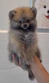 Pomeranian