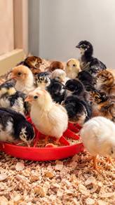 Anak Ayam Kampung Asli 1-3 Minggu