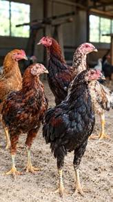 Ayam Kampung Asli Dewasa
