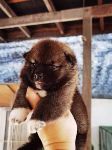 Shiba Inu