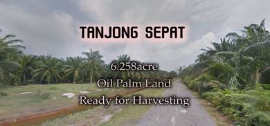 Tanjong Sepat Oil Palm Land 6.258acre Ready For Harvesting
