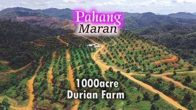 Pahang Bentong Sri Jaya Maran 1000acre Durian Farm Ready Harvest