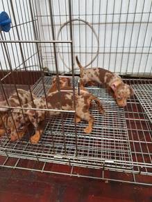 feature ad Sassy Dachshund