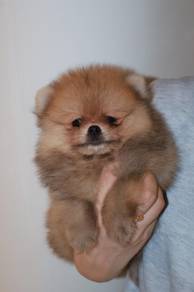 J0851 Silkese Cute Fluffy Teddy Bear Face Puppy