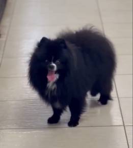MKA Pomeranian