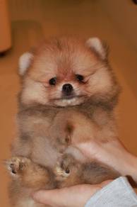 J0852  Pomeranian Cute Fluffy Teddy Bear Puppy