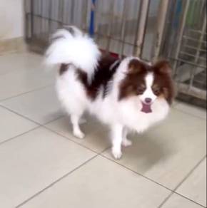 MKA Pomeranian