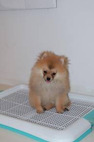 J0853 Pomeranian Fluffy Fur with Sweet Puppy