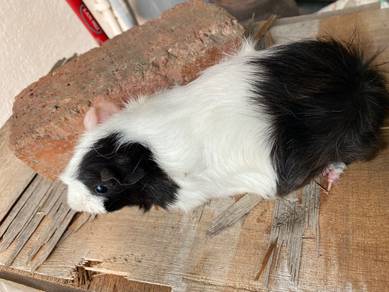 Guinea Pig