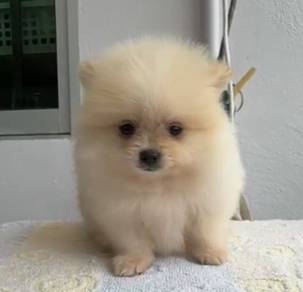 Pomeranian
