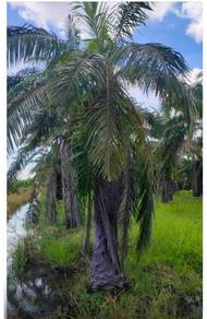 Tanah Kebun Kelapa Sawit