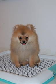 J0854 Pomeranian Lovely Little Companion Puppy