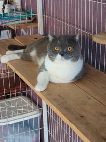 Scottish BSH