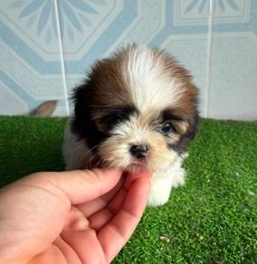 Shihtzu