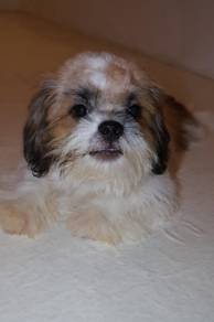 J0855 Shih Tzu Beautiful Silky Coat Puppy