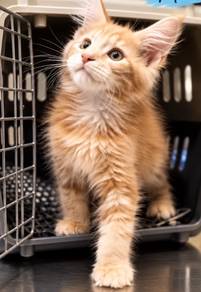 Mainecoon