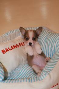 J0858 Corgi Sweet Face and Big Ears Puppy