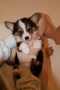 J0859 Corgi Adorable Fluffy Companion Puppy