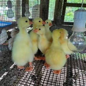 Anak angsa putih goose gosling bird itik 